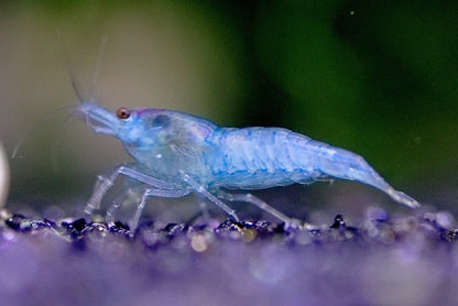 Blue Jelly Neocaridina shrimp with translucent blue coloration on aquarium plant
