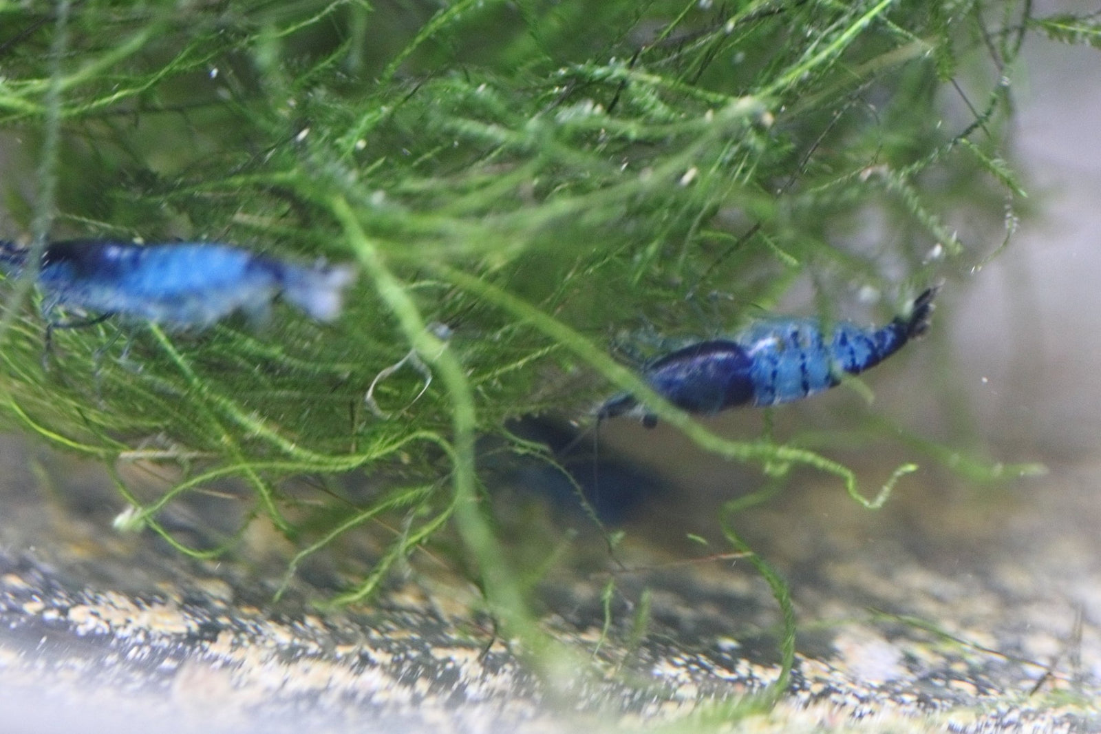 Blue Rili Shrimp in planted aquarium