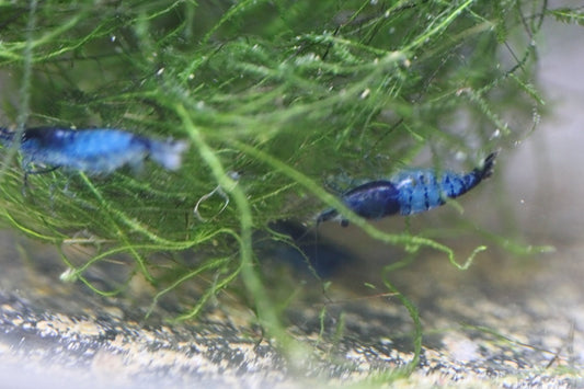 Blue Rili Neocaridina shrimp showing blue-and-clear rili pattern on aquarium plant
