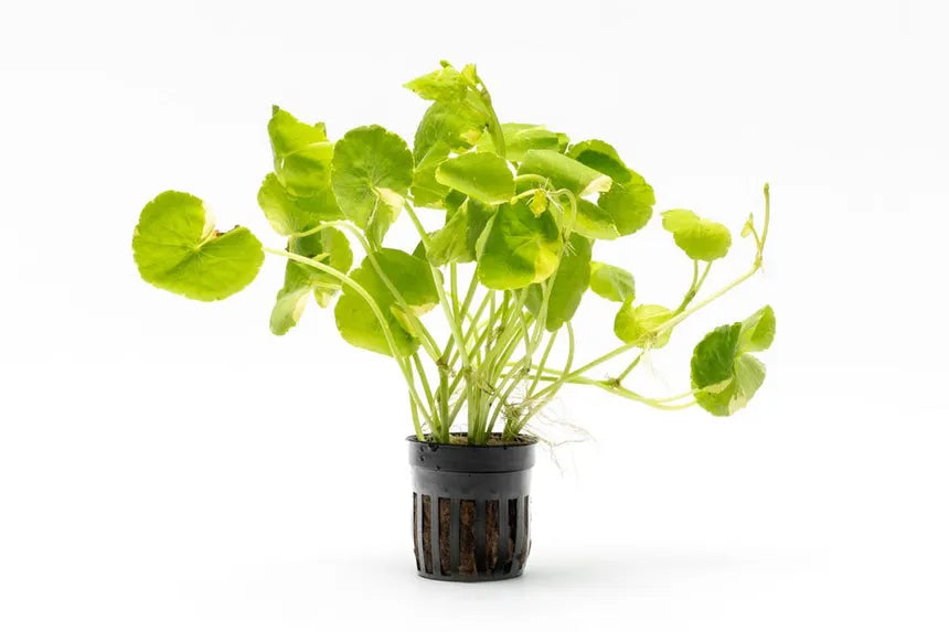 Brazilian Pennywort 'Variegated' in planted aquarium