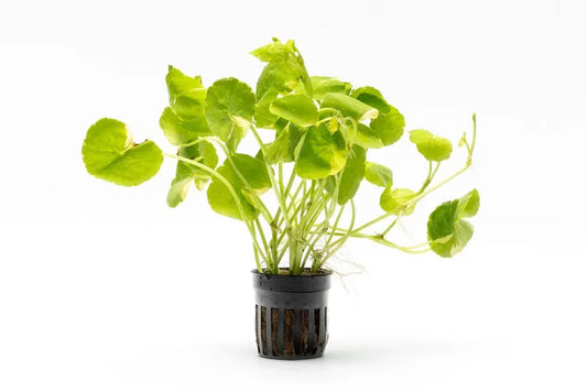 Variegated Brazilian Pennywort with two-tone leaves in a planted aquarium