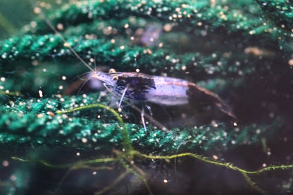 Carbon Rili Neocaridina shrimp showing black-and-clear rili pattern on aquarium plant