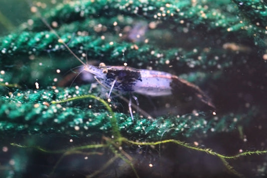 Carbon Rili Neocaridina shrimp showing black-and-clear rili pattern on aquarium plant
