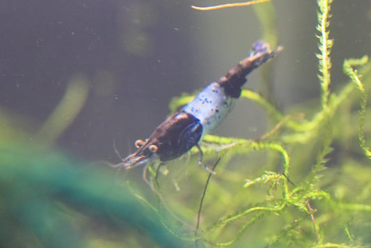 Carbon Rili Neocaridina shrimp showing black-and-clear rili pattern on aquarium plant