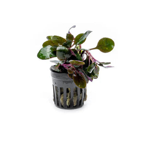 Dwarf Cardinal Plant
