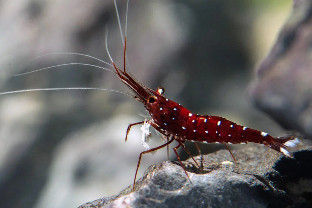 Cardinal Sulawesi Shrimp in planted aquarium