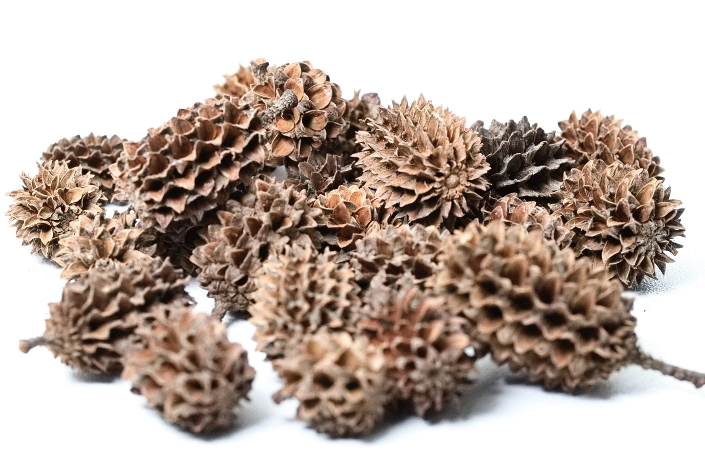 Casuarina Pods 25 Pack