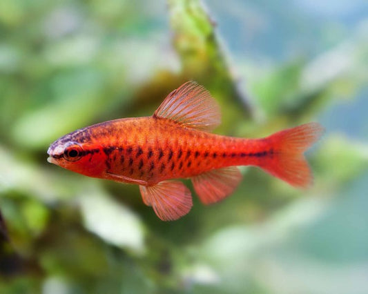 Cherry Barb
