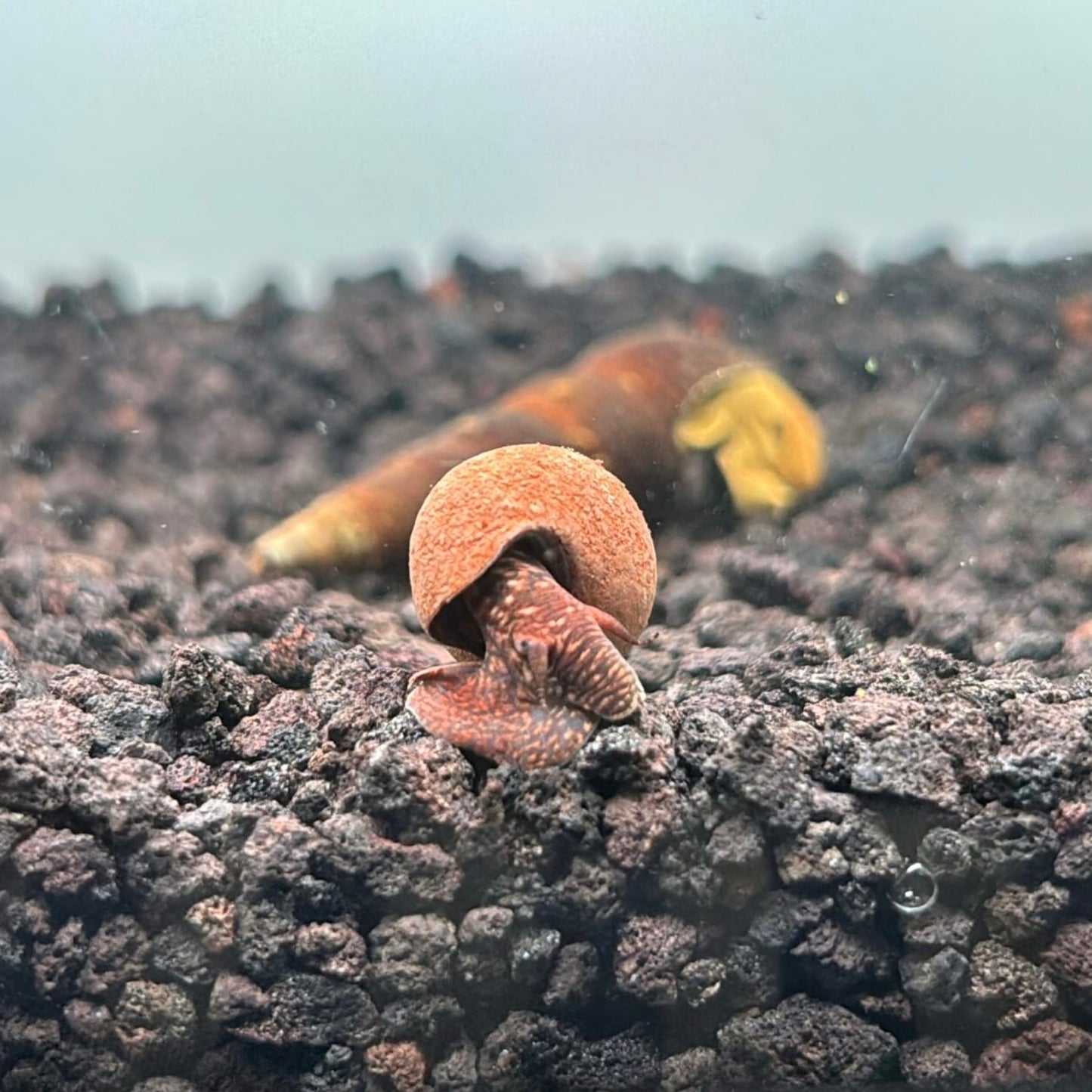 Chocolate rabbit snail with brown body and brown shell on aquarium substrate 