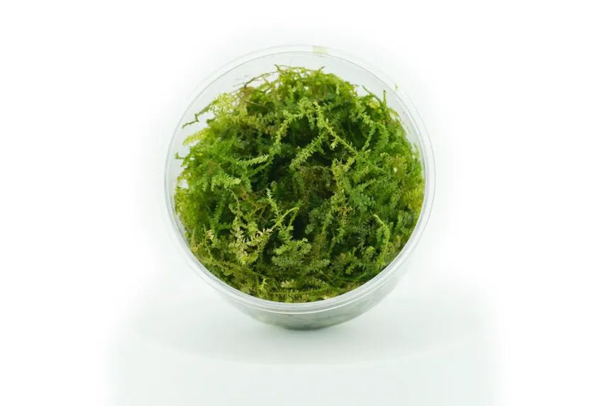 Christmas Moss in planted aquarium