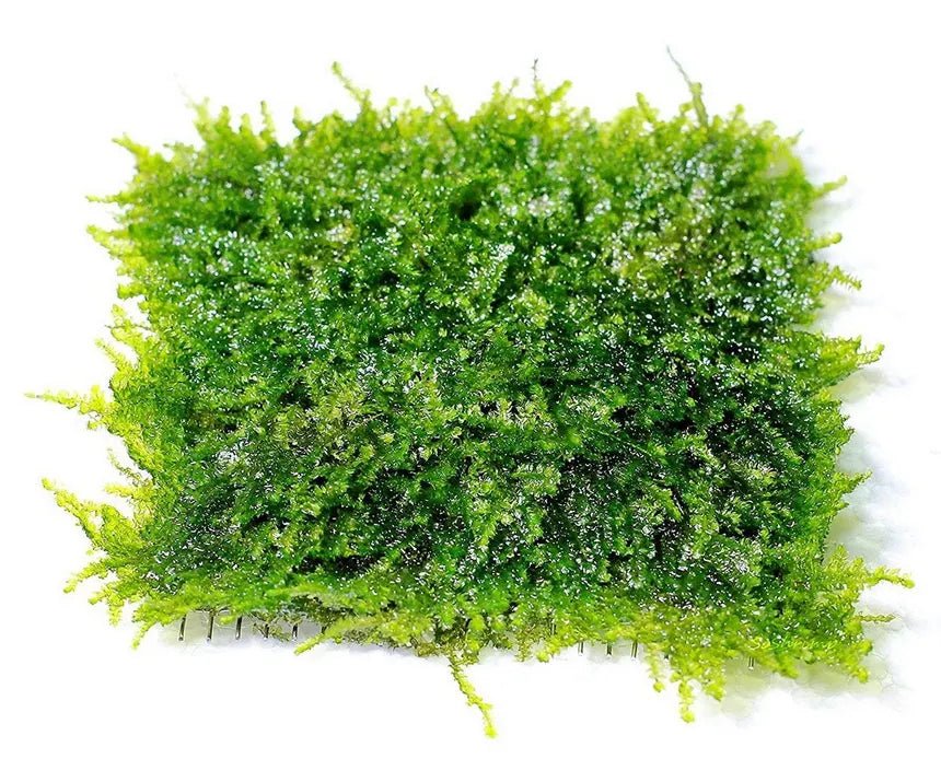 Christmas Moss Mat in planted aquarium