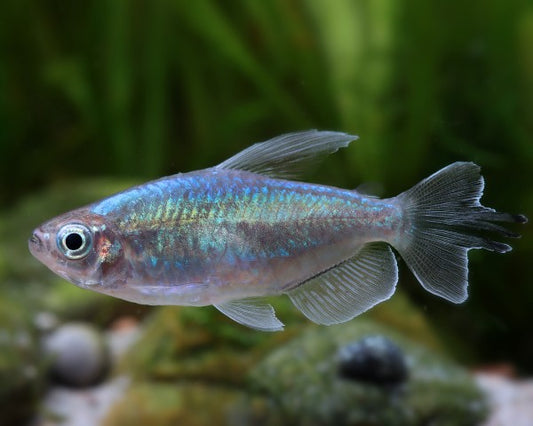 Congo Tetra swimming in a planted aquarium