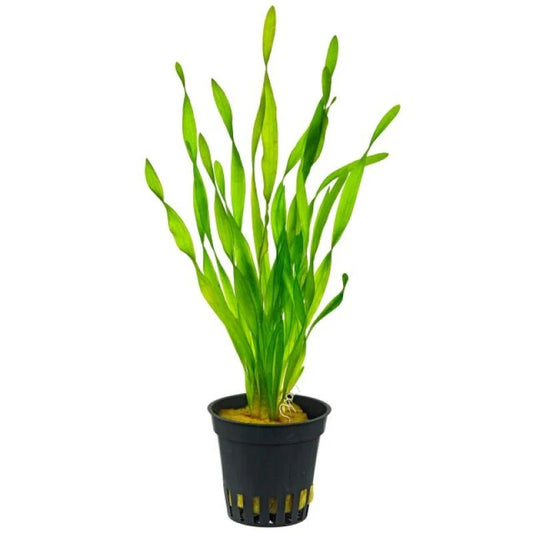 Potted Corkscrew Vallisneria