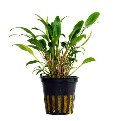 Cryptocoryne Lucens with narrow grass-like leaves in a planted aquarium