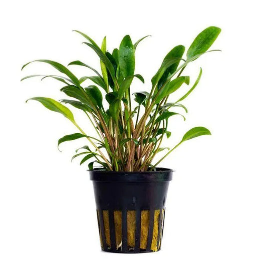 Cryptocoryne Lucens with narrow grass-like leaves in a planted aquarium