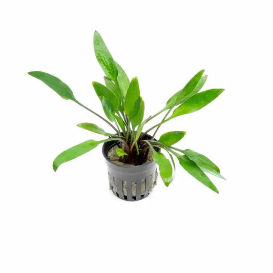 Cryptocoryne Lutea plant with green leaves and subtle bronze tones in a planted aquarium