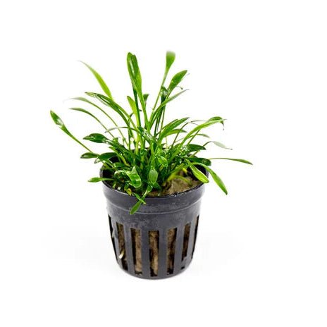 Cryptocoryne Parva in an aquarium pot