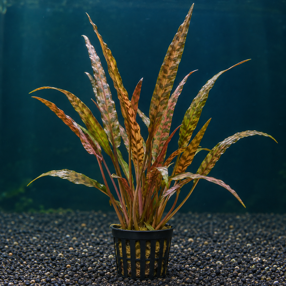 Cryptocoryne Spiralis 'Tiger' in planted aquarium