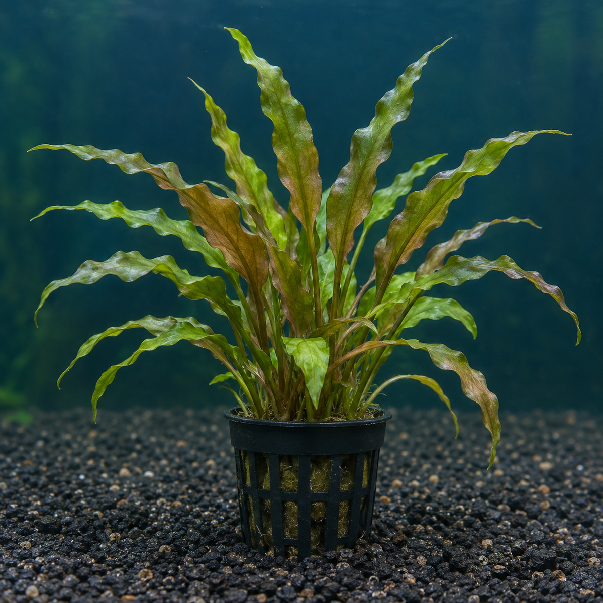 Cryptocoryne undulata potted aquarium plant