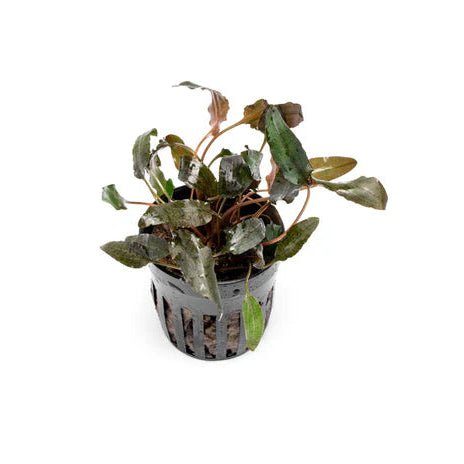 Cryptocoryne Wendtii Bronze plant in a planted aquarium with brown leaves