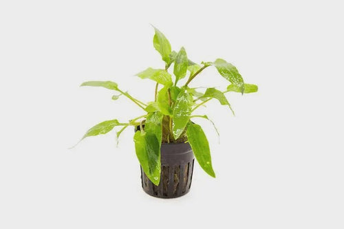 Cryptocoryne Wendtii Green plant in a planted aquarium with lush green leaves