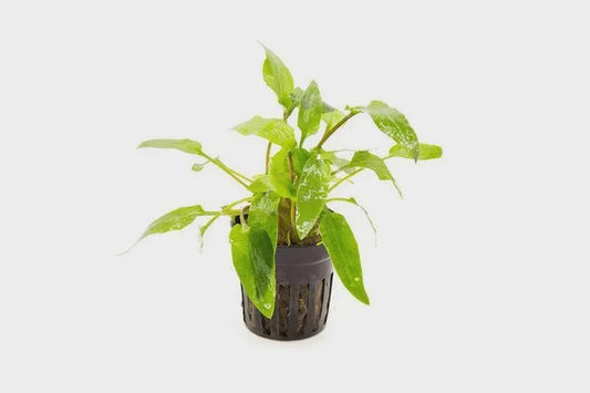 Cryptocoryne Wendtii Green plant in a planted aquarium with lush green leaves