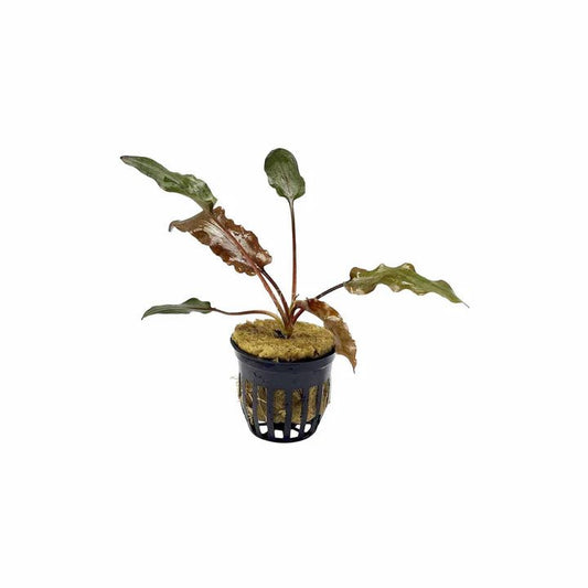 Cryptocoryne Wendtii Red plant in a planted aquarium with reddish leaves