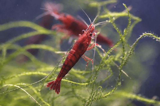 Dark Bloody Mary Neocaridina shrimp with deep red coloration on aquarium plant