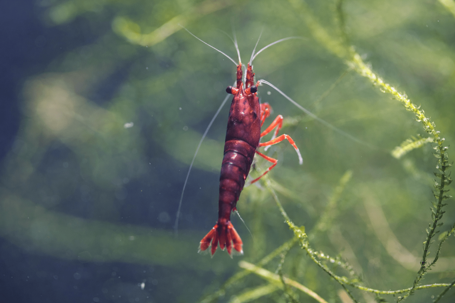 Dark Bloody Mary Neocaridina shrimp with deep red coloration on aquarium plant