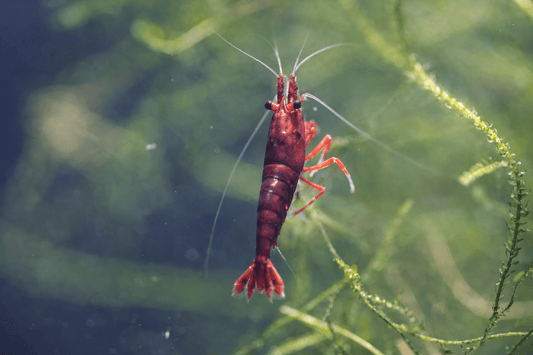 Dark Bloody Mary Neocaridina shrimp with deep red coloration on aquarium plant