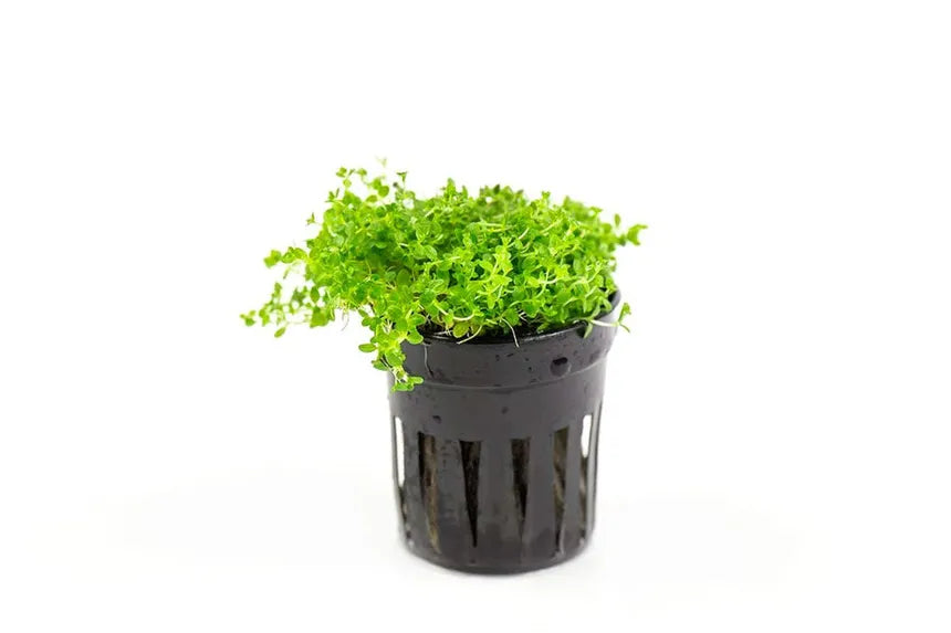 Dwarf Baby Tears forming a dense green carpet in a planted aquarium