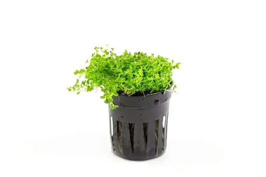 Dwarf Baby Tears forming a dense green carpet in a planted aquarium