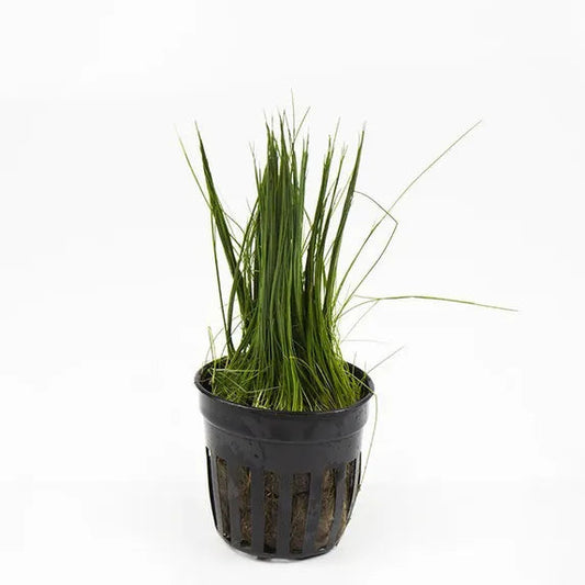 Dwarf Hairgrass forming a grassy carpet in a planted aquarium