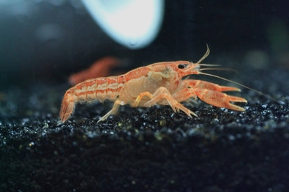 Dwarf Orange Mexican Crayfish
