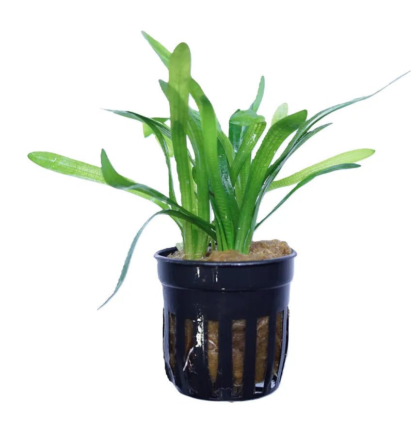 Dwarf Sagittaria forming a grassy carpet in a planted aquarium