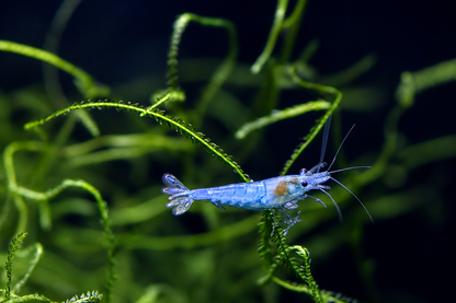 Blue Dream Shrimp (Copy)
