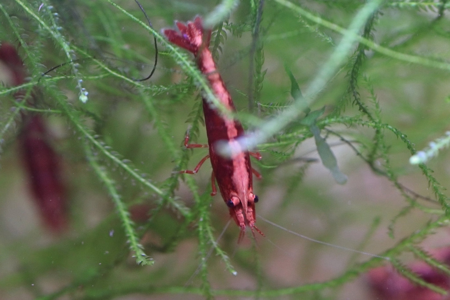 Fire Red Neocaridina shrimp with bright red coloration on aquarium plant