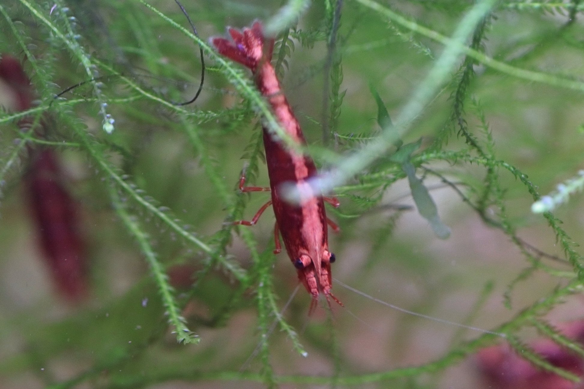 Fire Red Neocaridina shrimp with bright red coloration on aquarium plant