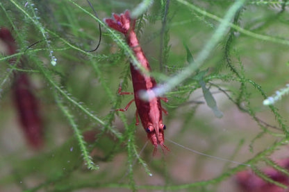 Fire Red Neocaridina shrimp with bright red coloration on aquarium plant