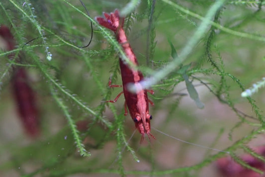 Fire Red Neocaridina shrimp with bright red coloration on aquarium plant