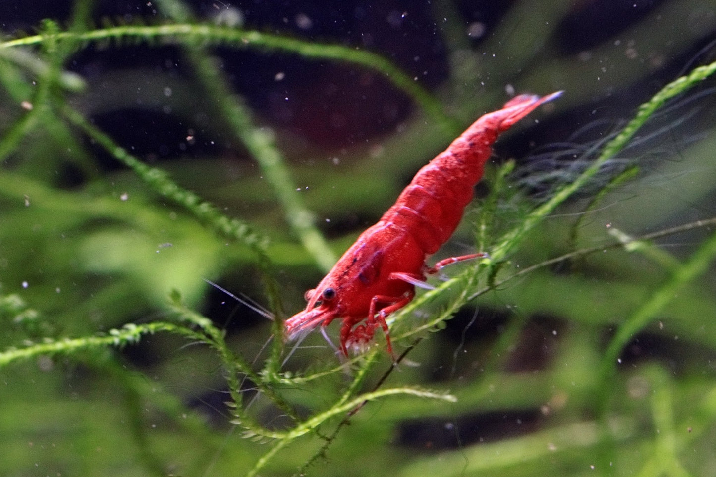 Fire Red Neocaridina shrimp with bright red coloration on aquarium plant