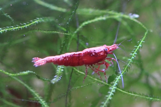 Fire Red Neocaridina shrimp with bright red coloration on aquarium plant