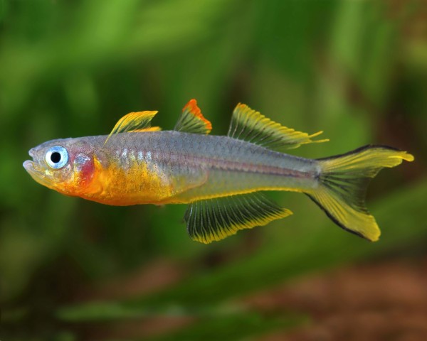 Blue Eye Forktail Rainbowfish with bright blue eyes swimming in a planted aquarium