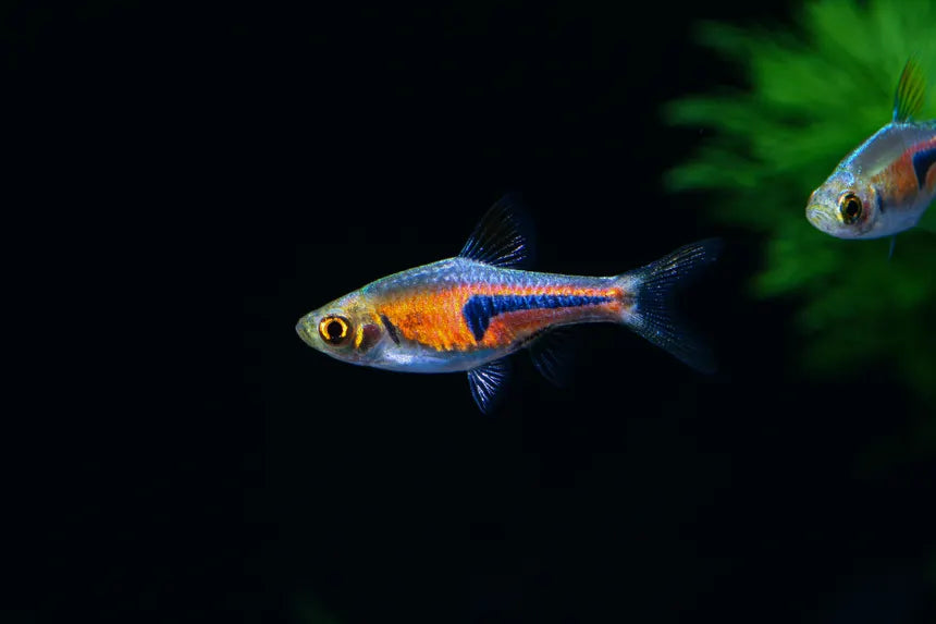 Glowlight Rasbora in planted aquarium