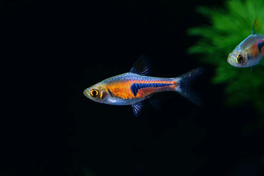 Glowlight Rasbora