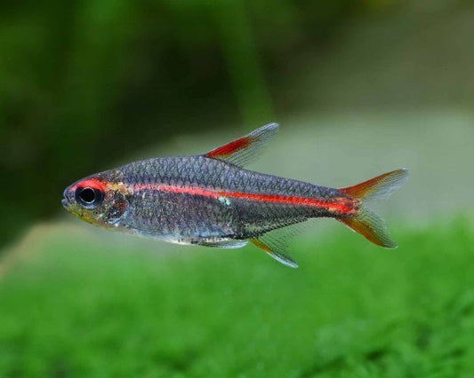 Glowlight Tetra swimming in a planted aquarium