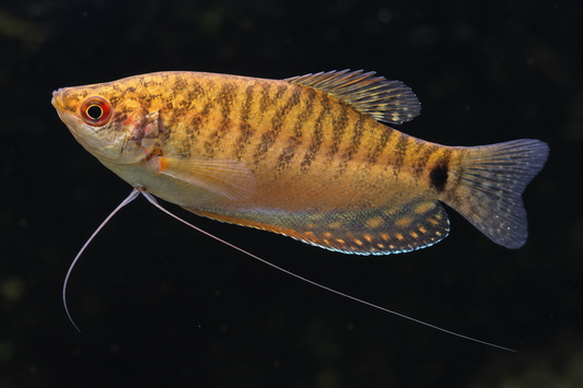 Representative image of a Gold Gourami (Trichopodus trichopterus 'Gold')