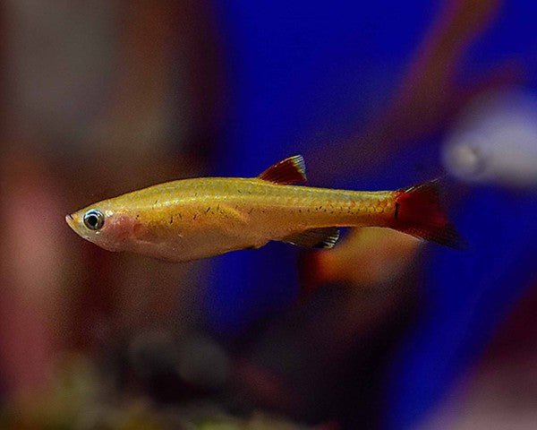 Golden White Cloud Mountain Minnow swimming in a planted aquarium