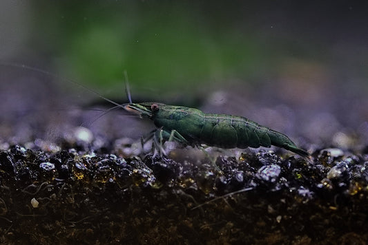 Green Jade Neocaridina shrimp with vibrant green coloration on aquarium plant