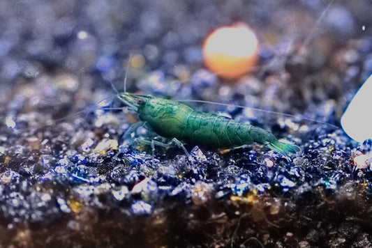 Green Jade Neocaridina shrimp with vibrant green coloration on aquarium plant
